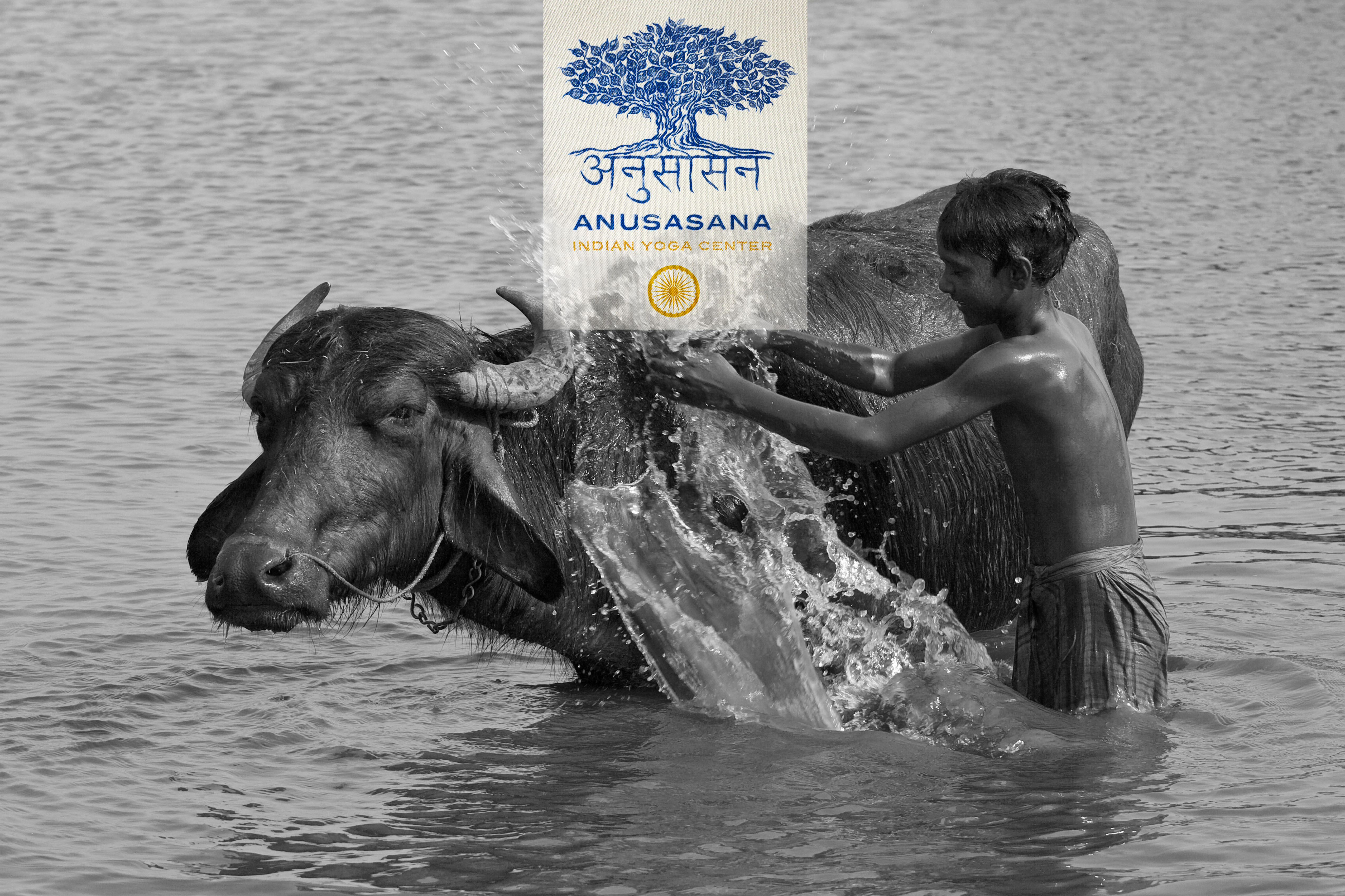 buffalo and kid in the river